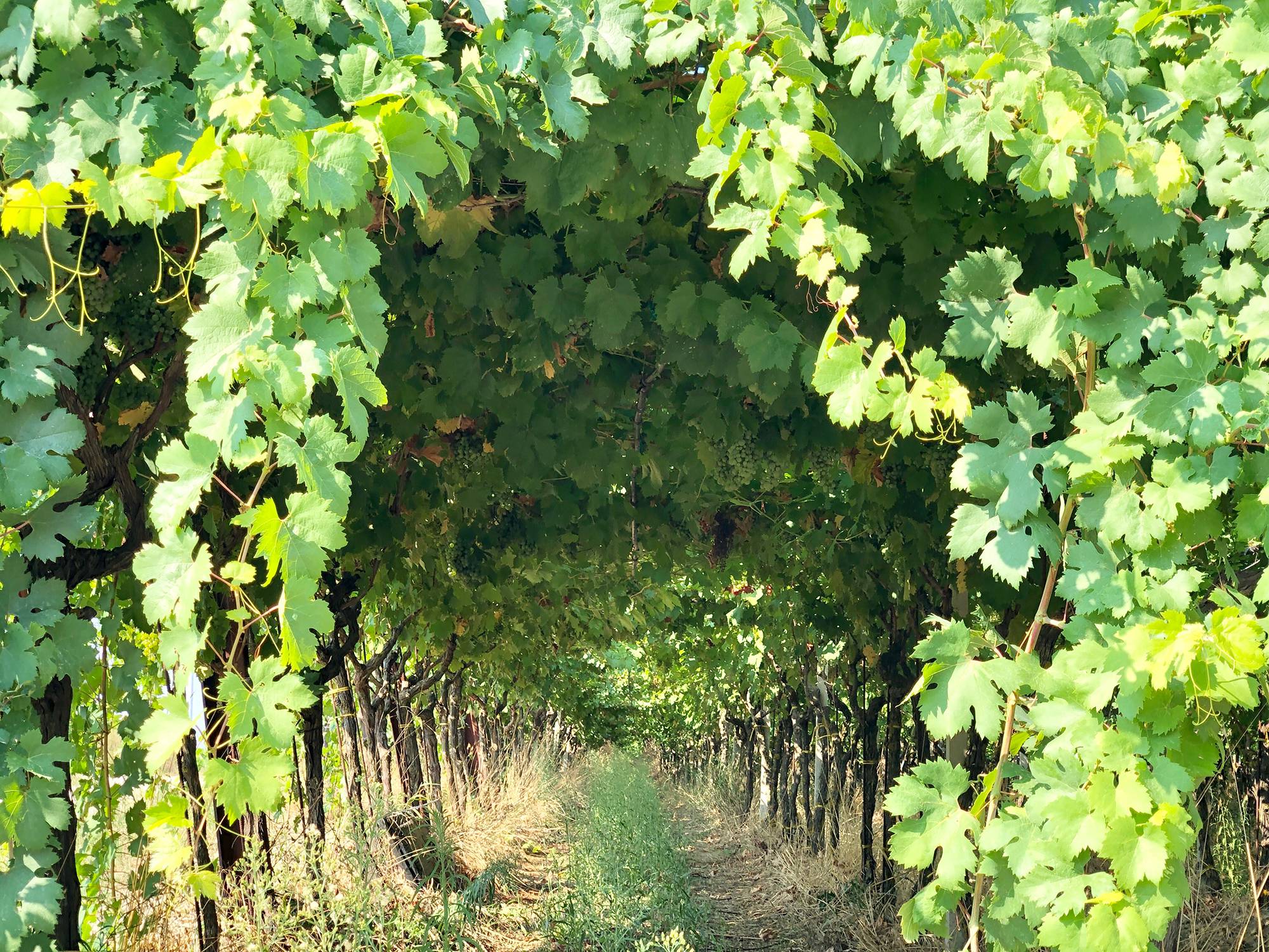 Degustação vinhos